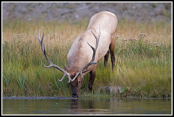 Bull Elk - Madison River