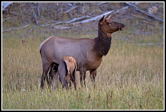 Cow Elk and Calf - Madison River