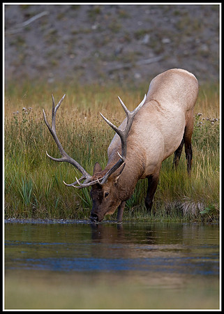 Bull Elk - Madison River
