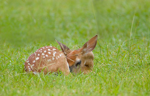 Whitetail fawn at the Fort Worth Nature Center