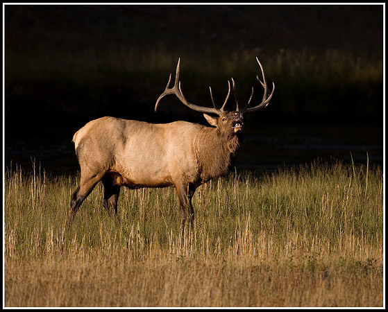 Bull Elk - Madison River