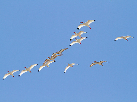 Juvenile and Adult White Ibis
