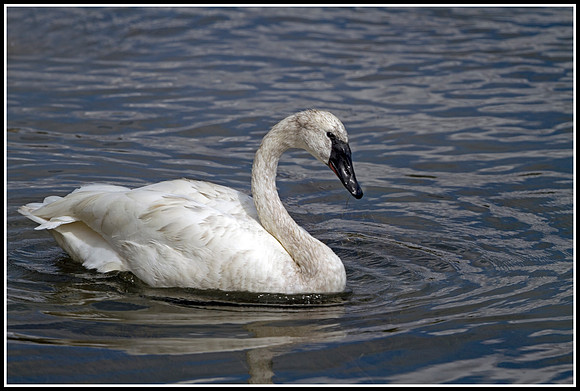 Trumpeter Swan - Yellowstone River
