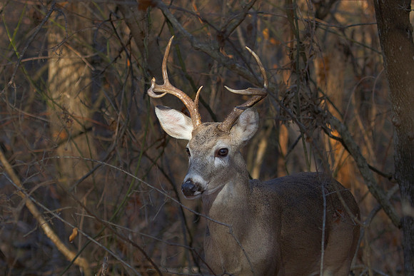 Barbed Wire Buck