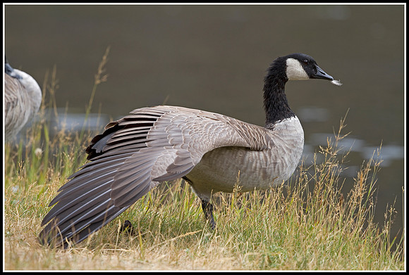Canada Goose - Madison River