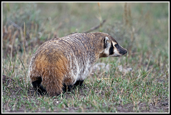 Badger - Lamar Valley
