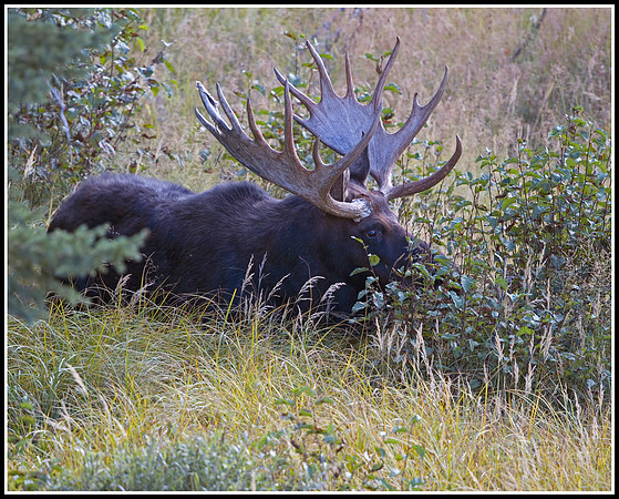 Bull Moose - Tower