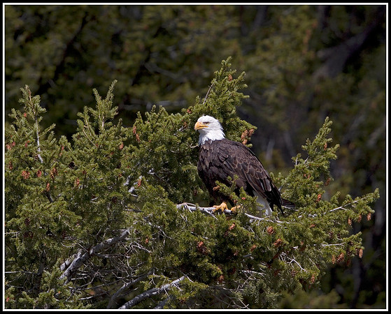 Bald Eagle - Madison River
