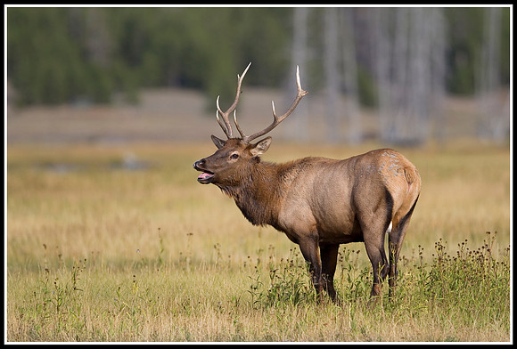 Bull Elk - Madison River