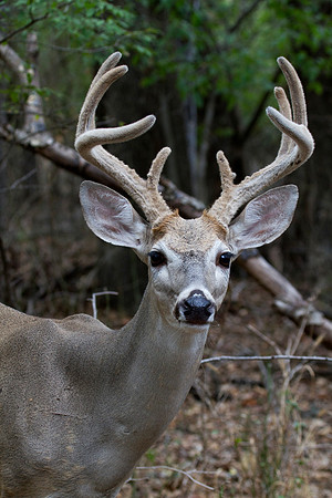 Barbed Wire Buck