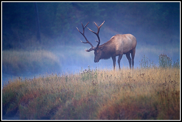 Bull Elk - Madison River