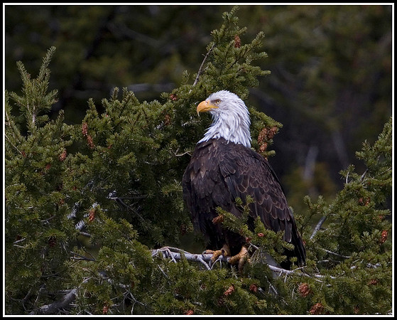 Bald Eagle - Madison River