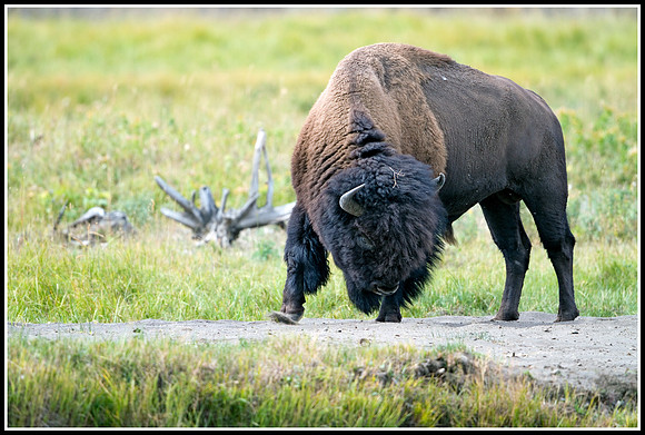Bison Bull - Lamar Valley