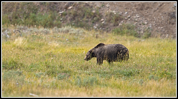 Grizzly - Lamar Valley
