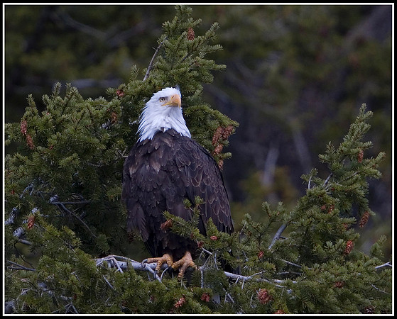 Bald Eagle - Madison River