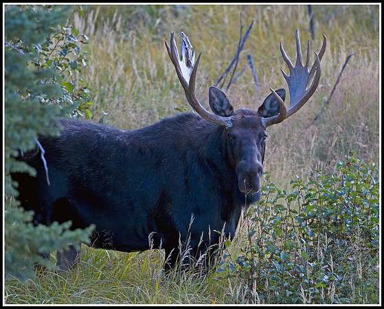Bull Moose - Tower