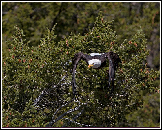 Bald Eagle - Madison River