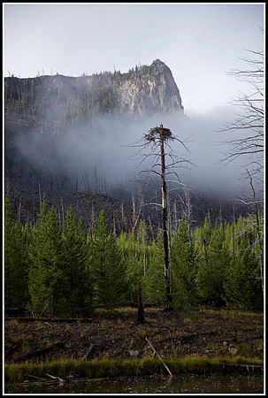 Osprey Nest - Madison River