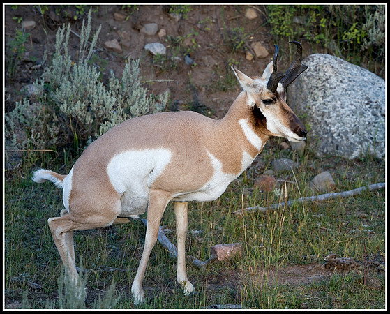 Pronghorn Antelope Buck - Lamar Valley
