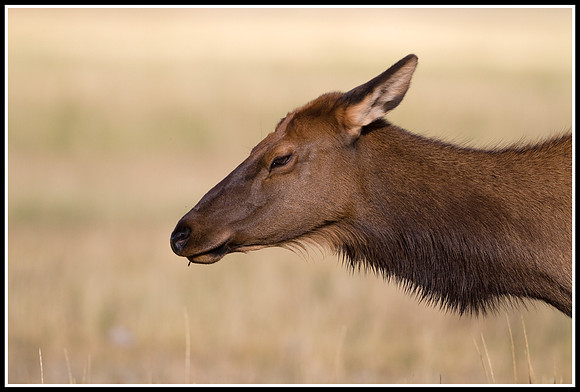 Cow Elk - Madison River