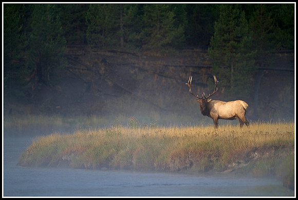 Bull Elk - Madison River