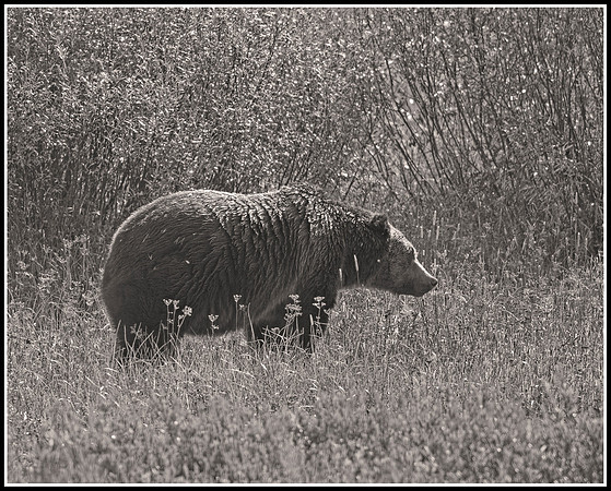 Grizzly - Grand Tetons