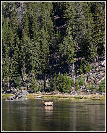 Bull Elk - Madison River