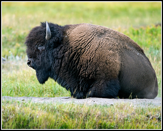 Bison Bull - Lamar Valley