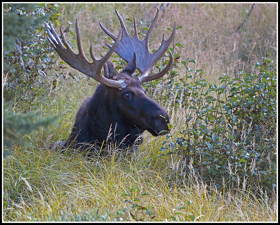 Bull Moose - Tower