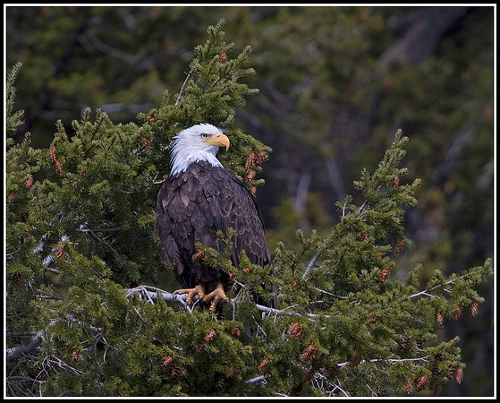 Bald Eagle - Madison River