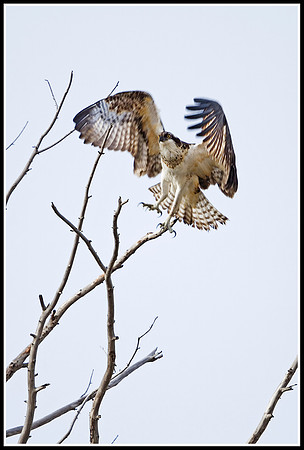 Osprey - Madison River