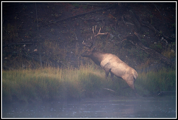 Bull Elk - Madison River