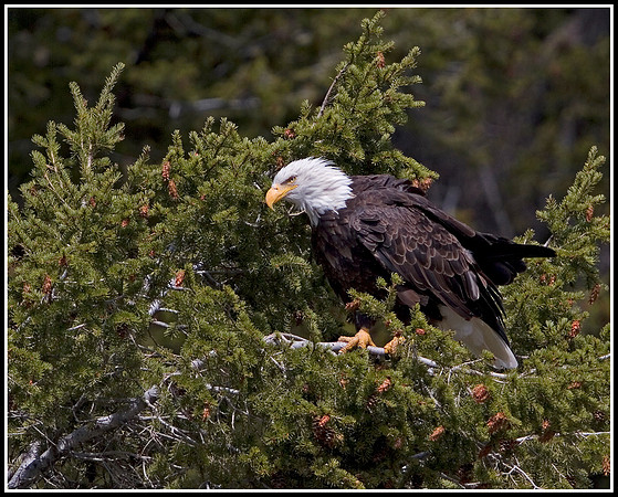 Bald Eagle - Madison River