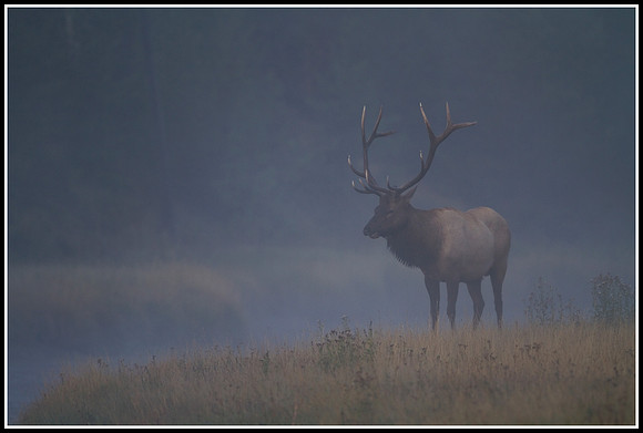Bull Elk - Madison River