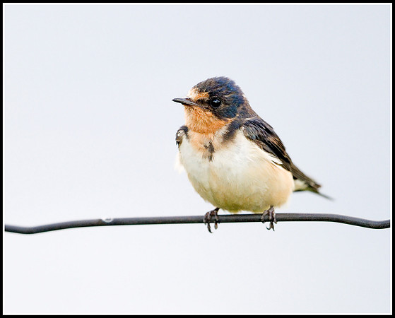 Grand Teton Swallow