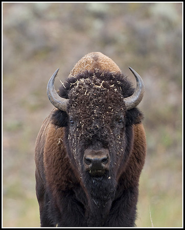 Bison Bull - Lamar Valley