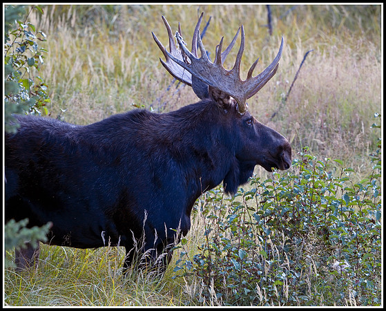 Bull Moose - Tower