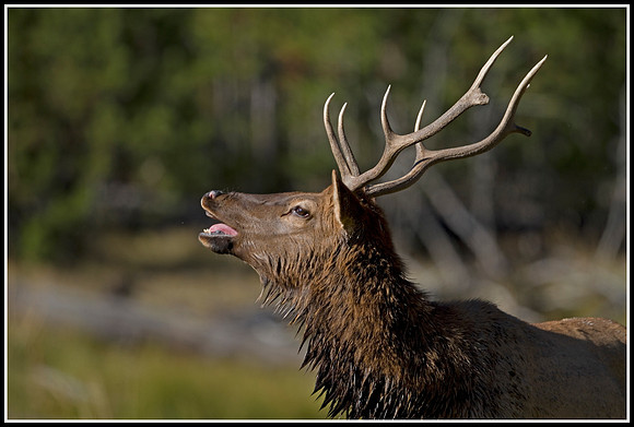 Bull Elk - Madison River