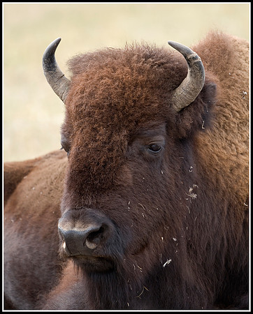 Bison Cow - Lamar Valley