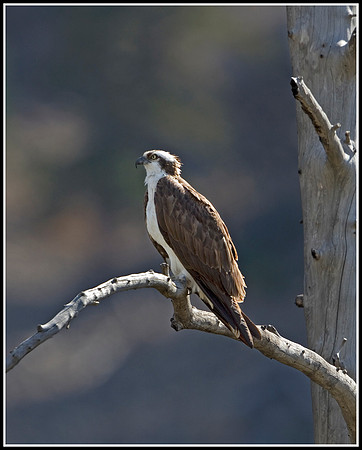 Osprey - Madison River
