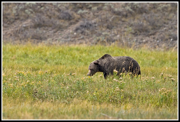 Grizzly - Lamar Valley
