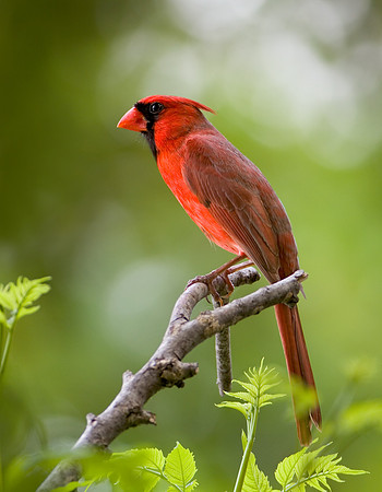 Male Cardinal