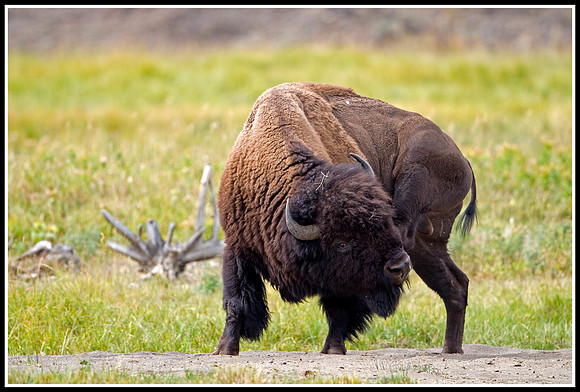 Bison Bull - Lamar Valley