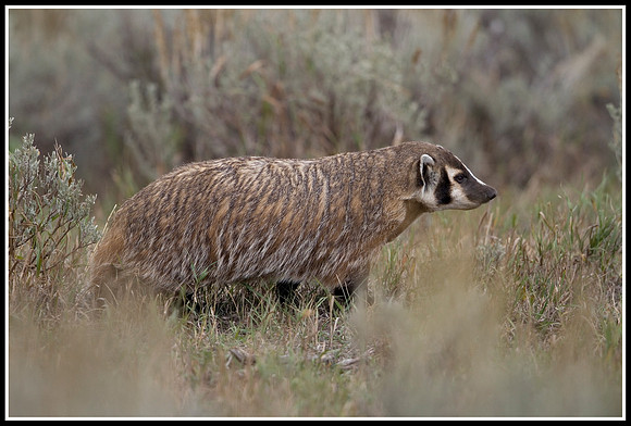 Badger - Lamar Valley