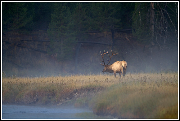 Bull Elk - Madison River