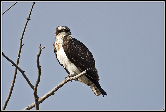 Osprey - Madison River