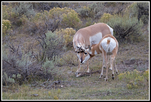 Pronghorn Antelope Bucks - Lamar Valley