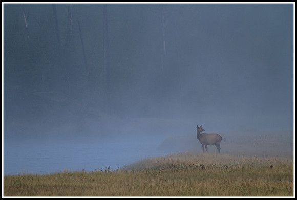 Cow Elk - Madison River