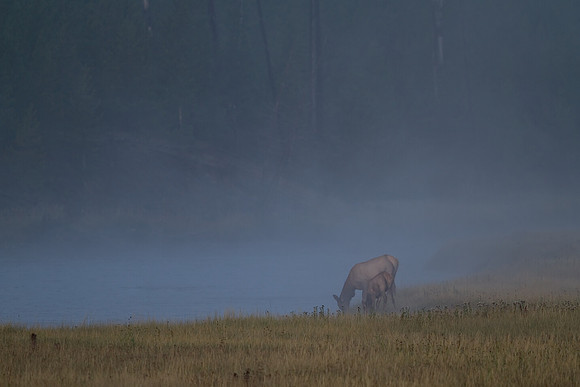 Cow Elk and calf along Yellowstone's Madison River