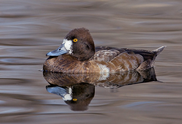 Lesser Scaup Hen
